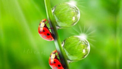 Photo of Доброе весеннее утро среды — картинки