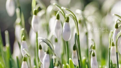 Photo of Доброе апрельское утро четверга — картинки