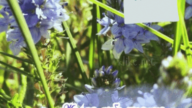 Photo of Картинки Доброе утро 18 мая