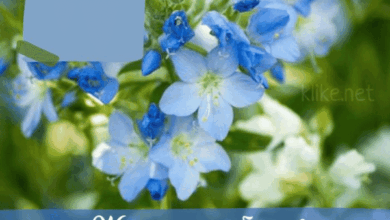 Photo of Картинки Доброе утро 25 мая