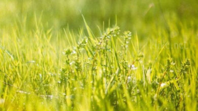 Photo of Картинки Доброе майское утро среды