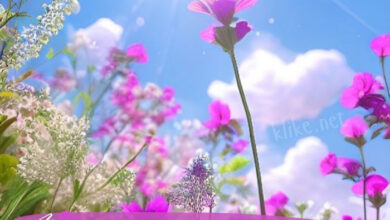 Photo of Картинки Доброе майское утро пятницы