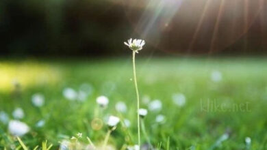 Photo of Доброе майское утро субботы — картинки