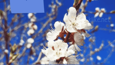 Photo of Картинки Доброе утро 9 марта