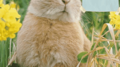 Photo of Доброе утро 10 марта — картинки