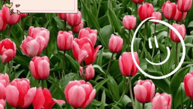 Photo of Доброе утро 31 марта — картинки