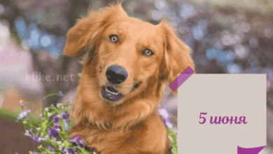 Photo of Доброе утро 5 июня — картинки