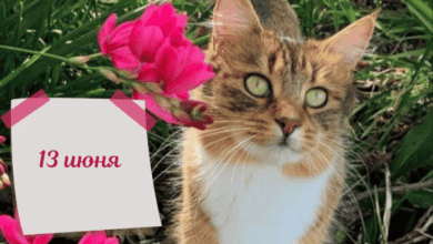 Photo of Доброе утро 13 июня — картинки