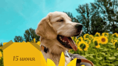 Photo of Картинки Доброе утро 15 июня