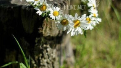 Photo of Доброе утро 13 июля — картинки