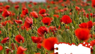 Photo of Доброе утро 1 августа — картинки