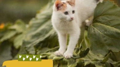 Photo of Доброе утро 2 августа — картинки