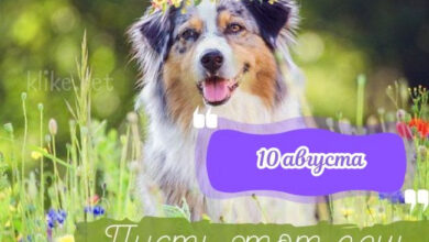 Photo of Доброе утро 10 августа — картинки