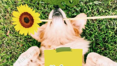 Photo of Доброе утро 18 августа — картинки