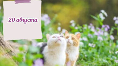 Photo of Доброе утро 20 августа — картинки