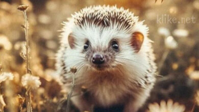 Photo of Картинки на 6 июня с пожеланиями