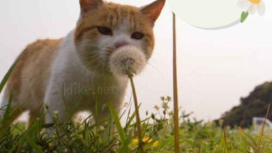 Photo of Картинки на 14 июня с пожеланиями