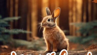 Photo of Картинки на 18 июня с пожеланиями