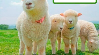 Photo of Картинки на 20 июня с пожеланиями