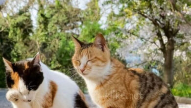 Photo of Картинки на 28 июня с пожеланиями