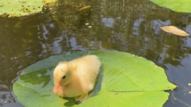 Photo of Картинки на 30 июня с пожеланиями