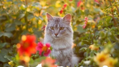 Photo of Картинки на 3 июля с пожеланиями