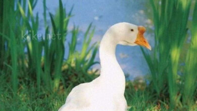 Photo of Картинки на 7 июля с пожеланиями