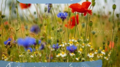 Photo of Картинки на 18 июля с пожеланиями