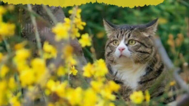 Photo of Картинки на 19 июля с пожеланиями
