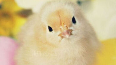 Photo of Картинки на 5 августа с пожеланиями