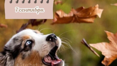Photo of Картинки на 7 сентября с пожеланиями