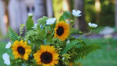 Photo of Доброе июльское утро воскресенья — картинки