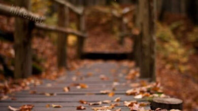 Photo of Картинки на 25 сентября с пожеланиями