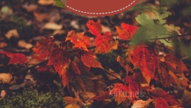 Photo of Картинки на 6 октября с пожеланиями