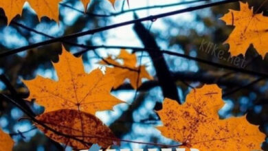 Photo of Картинки на 12 октября с пожеланиями