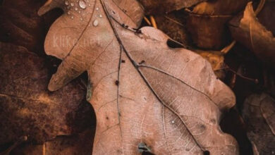 Photo of Картинки на 27 октября с пожеланиями