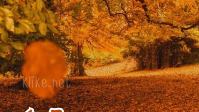 Photo of Доброе осеннее утро субботы — картинки