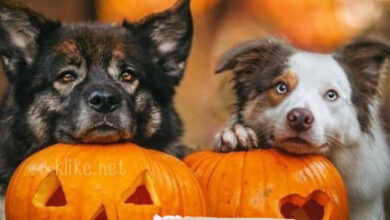 Photo of Картинки с пожеланиями на 26 ноября: Успешные открытки