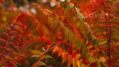 Photo of Картинки Доброе сентябрьское утро четверга