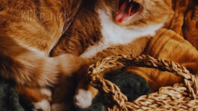 Photo of Доброе утро 29 сентября — картинки