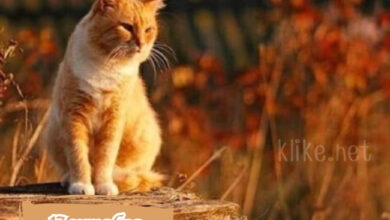 Photo of Доброе утро 17 октября — картинки