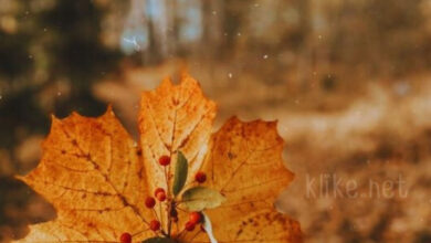 Photo of Доброе утро 24 октября — картинки