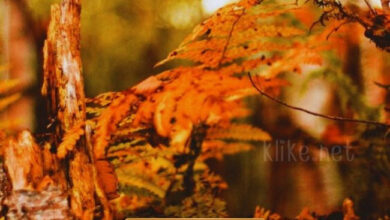 Photo of Доброе утро 25 октября — картинки