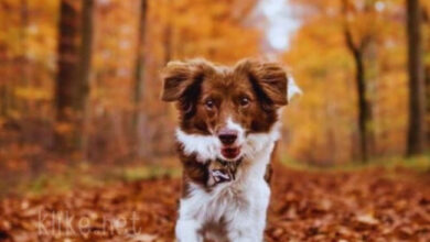 Photo of Доброе утро 26 октября — картинки