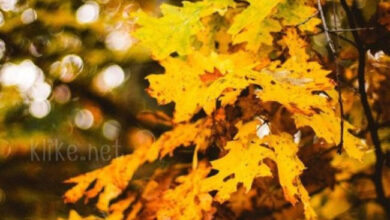 Photo of Доброе утро 30 октября — картинки