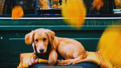 Photo of Доброе утро 17 ноября — картинки