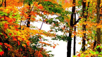 Photo of Доброе октябрьское утро понедельника — картинки