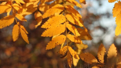 Photo of Картинки Доброе октябрьское утро субботы