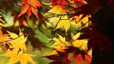 Photo of Картинки Доброе ноябрьское утро четверга