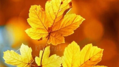 Photo of Доброе ноябрьское утро субботы — картинки